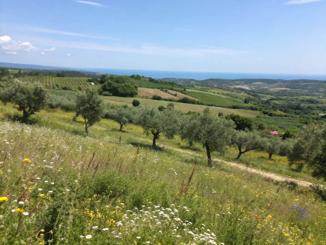 A picturesque scene of a vineyard overlooking the Adriatic Sea, with rows of grapevines stretching into the distance. The image captures the natural beauty of the landscape and the traditional farming practices that are combined with modern technology.